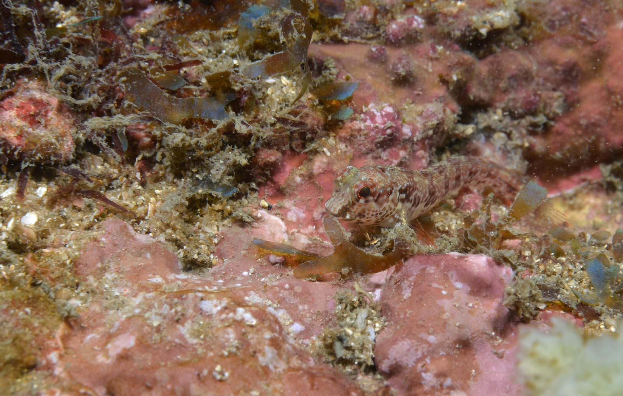 ภาพ ปลาตั๊กแตนหินแอฟริกาตั๊กแตนหิน (Parablennius sierraensis)