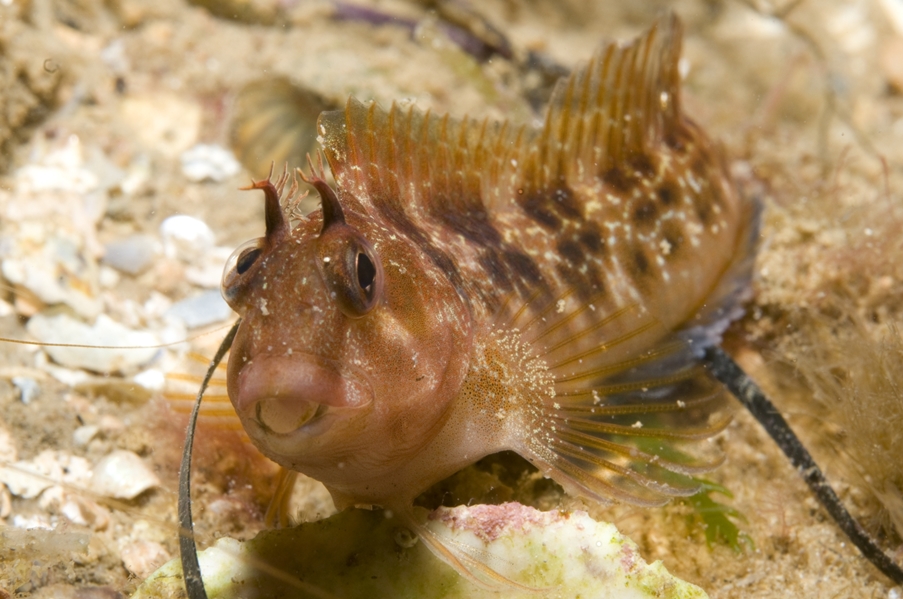 ภาพ ปลาตั๊กแตนหินตั๊กแตนหิน (Parablennius tasmanianus)