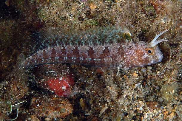 ภาพ ปลาตั๊กแตนหินตั๊กแตนหิน (Parablennius tentacularis)