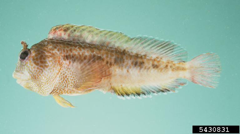 ภาพ ปลาตั๊กแตนหินพู่ระย้าตั๊กแตนหิน (Parablennius thysanius)