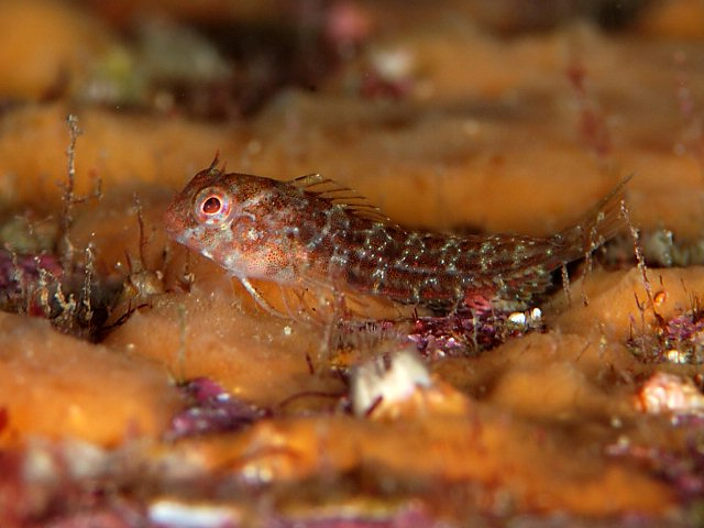 ภาพ ปลาตั๊กแตนหินตั๊กแตนหิน (Parablennius yatabei)