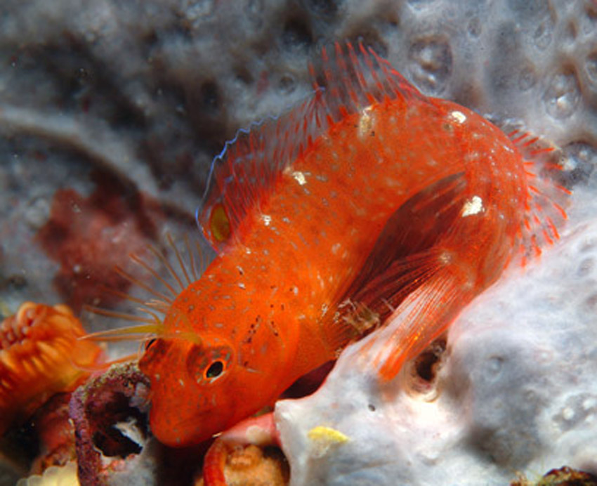 ภาพ ปลาตั๊กแตนหินแดงตั๊กแตนหิน (Parablennius zvonimiri)