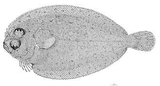 ภาพ ปลา chlorospilus (Parabothus chlorospilus)