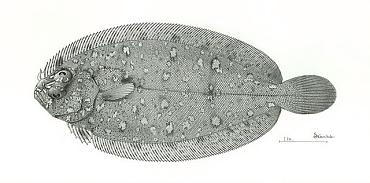ภาพ ปลา coarctatus (Parabothus coarctatus)