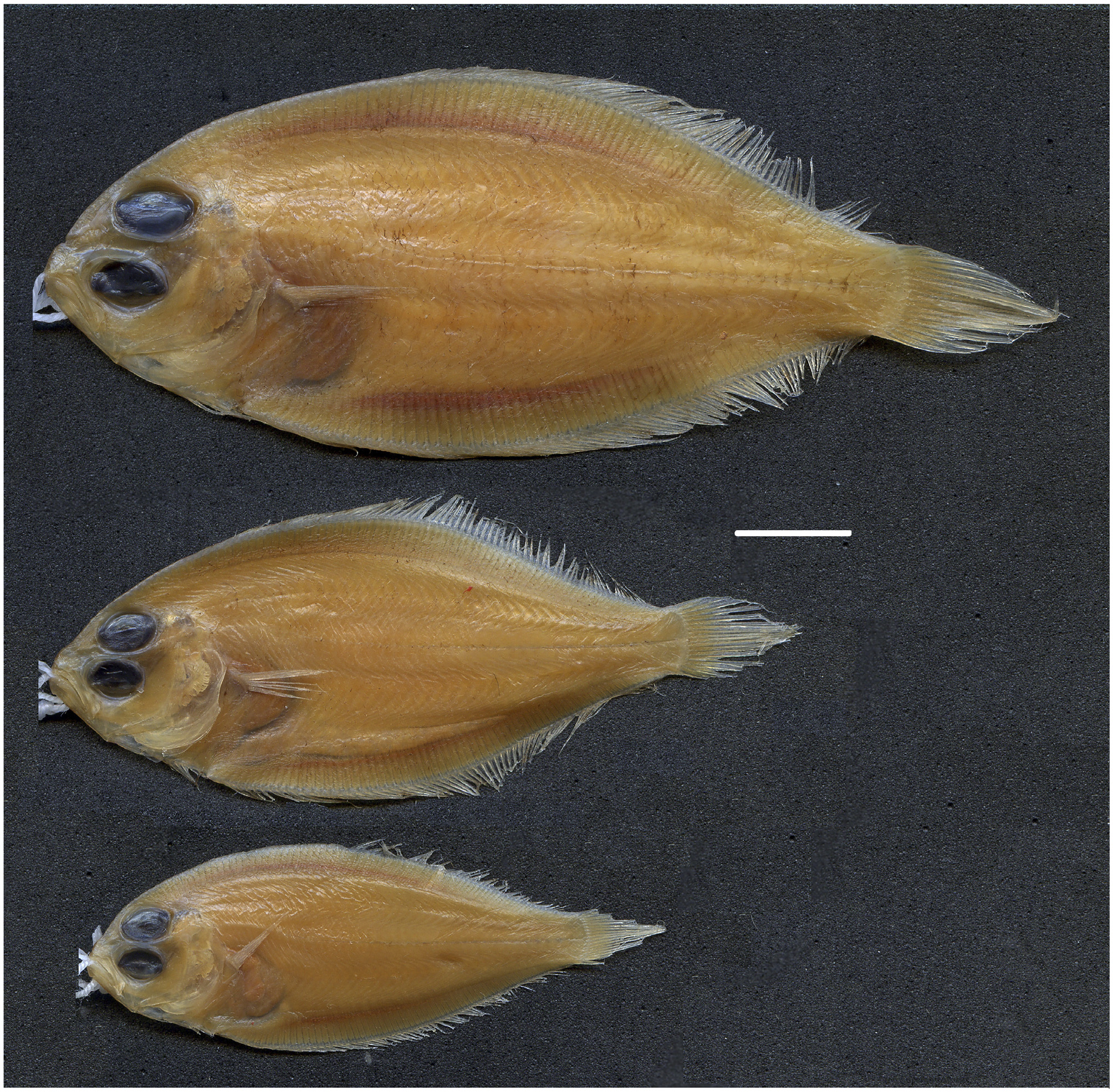 ภาพ ปลา filipes (Parabothus filipes)
