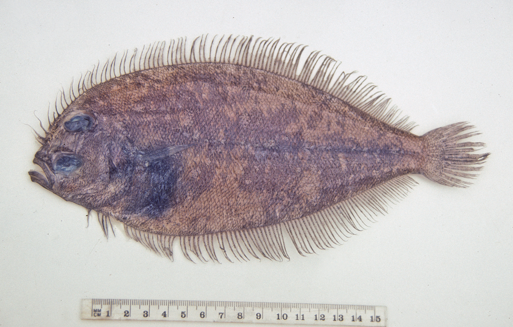 ภาพ ปลา kiensis (Parabothus kiensis)