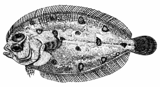 ภาพ ปลา polylepis (Parabothus polylepis)