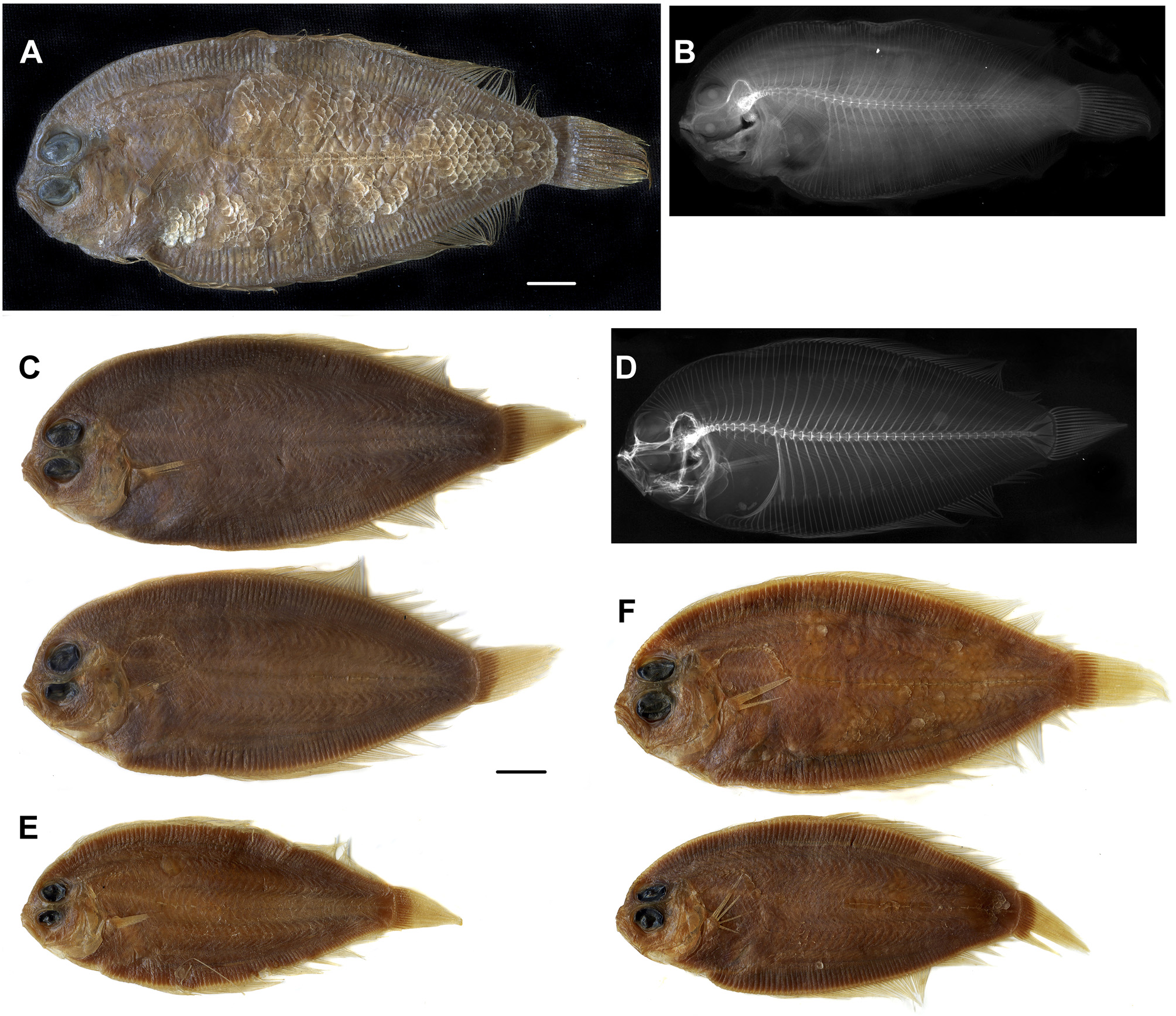 ภาพ ปลา rotundifrons (Parabothus rotundifrons)