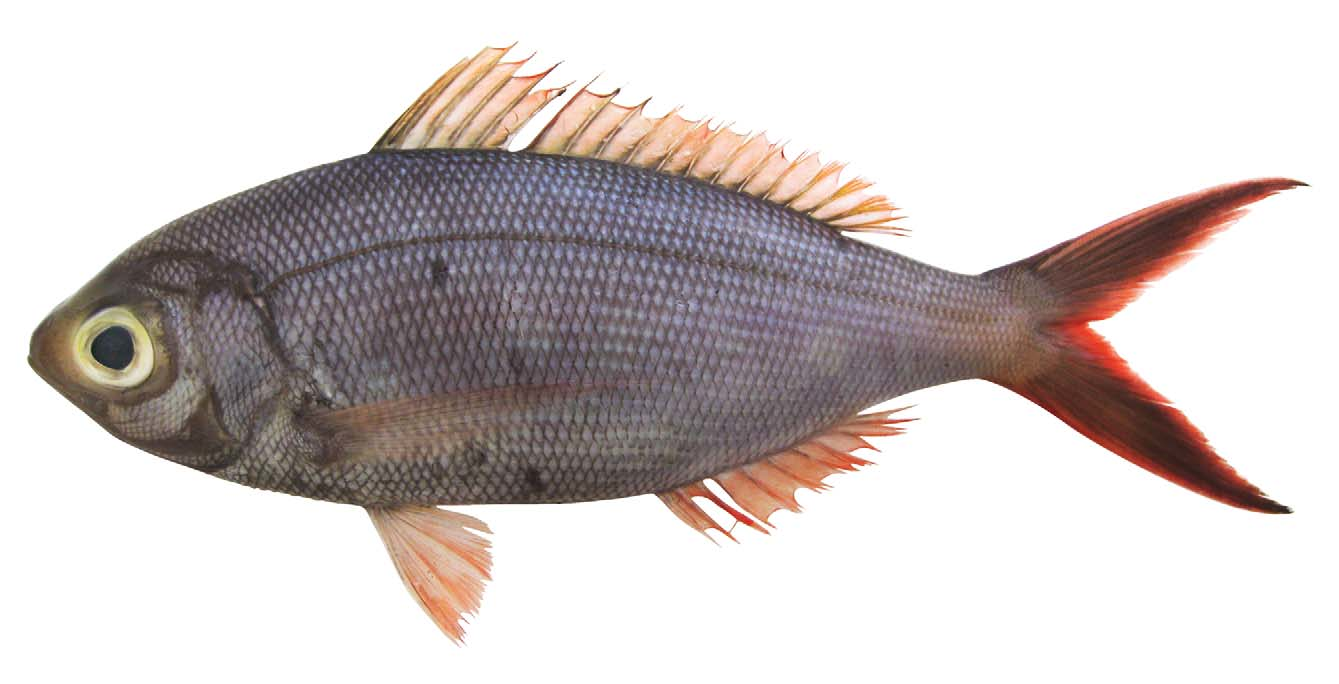 ภาพ ปลา brevidentata (Paracaesio brevidentata)
