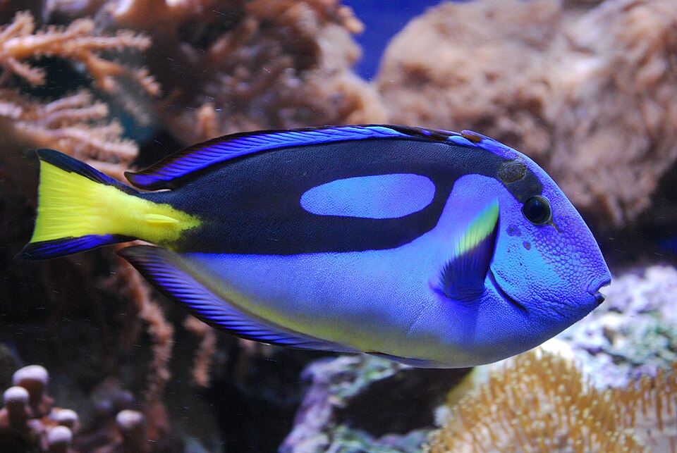ภาพ ปลาขี้ตังเบ็ดฟ้า (ปลาดอรี่) (Paracanthurus hepatus)