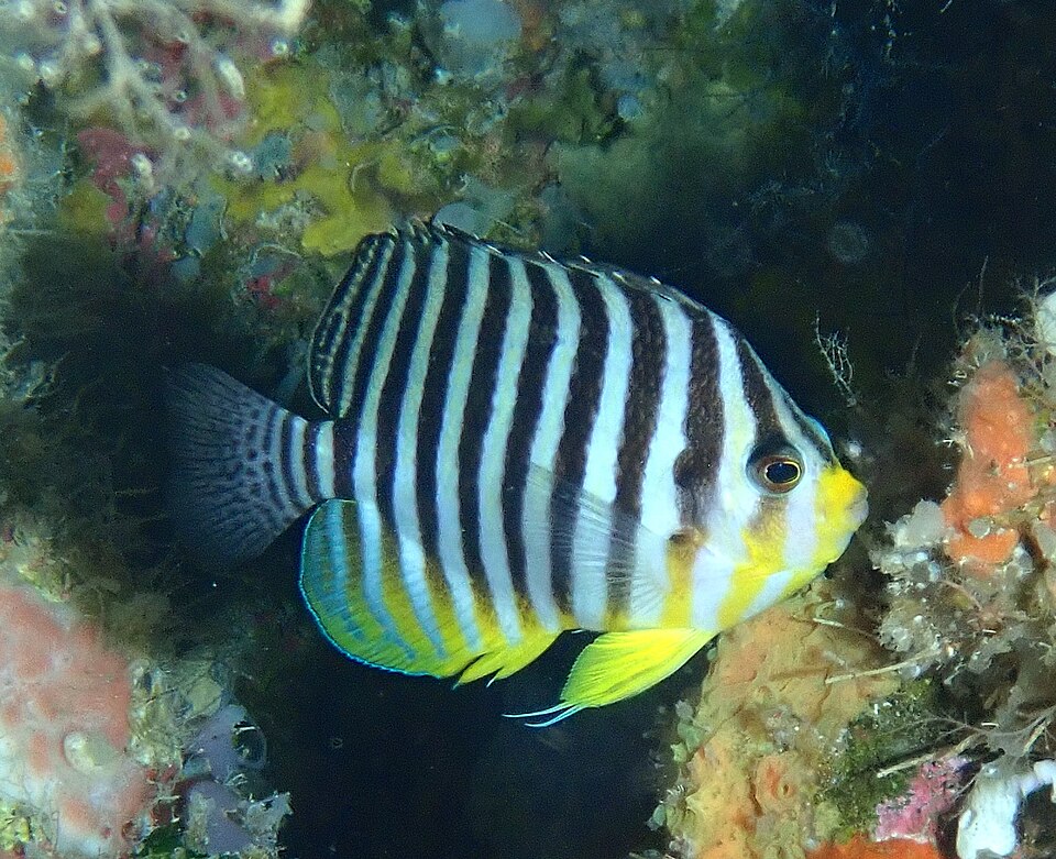ภาพ ปลาสินสมุทรลายขวาง (Paracentropyge multifasciata)