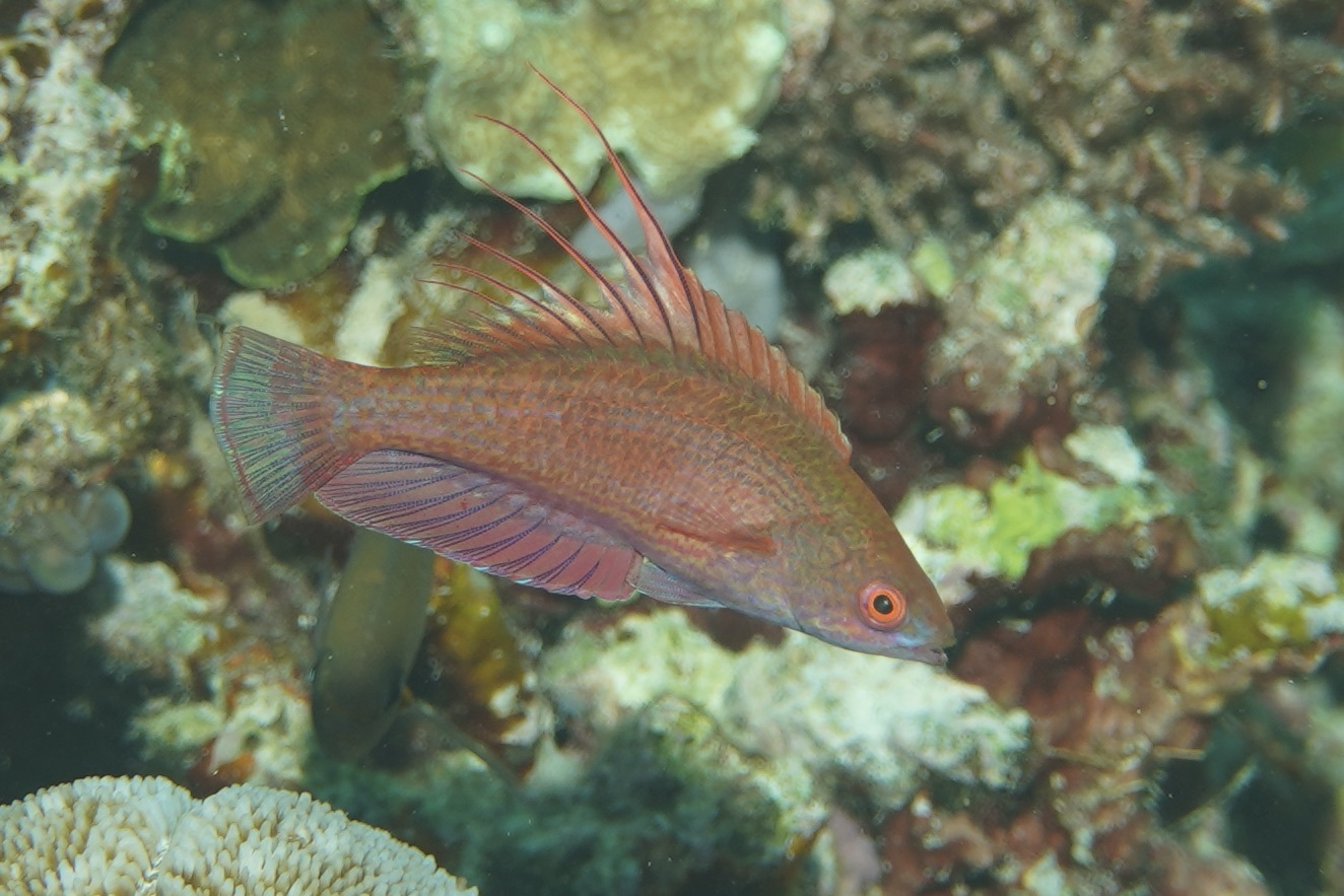 ภาพ ปลานกขุนทองจุดลายเส้น (Paracheilinus lineopunctatus)