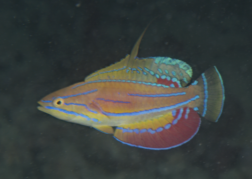 ภาพ ปลานกขุนทอง mccoskeri (Paracheilinus mccoskeri)