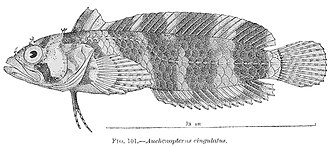 ภาพ ปลา cingulatus (Paraclinus cingulatus)