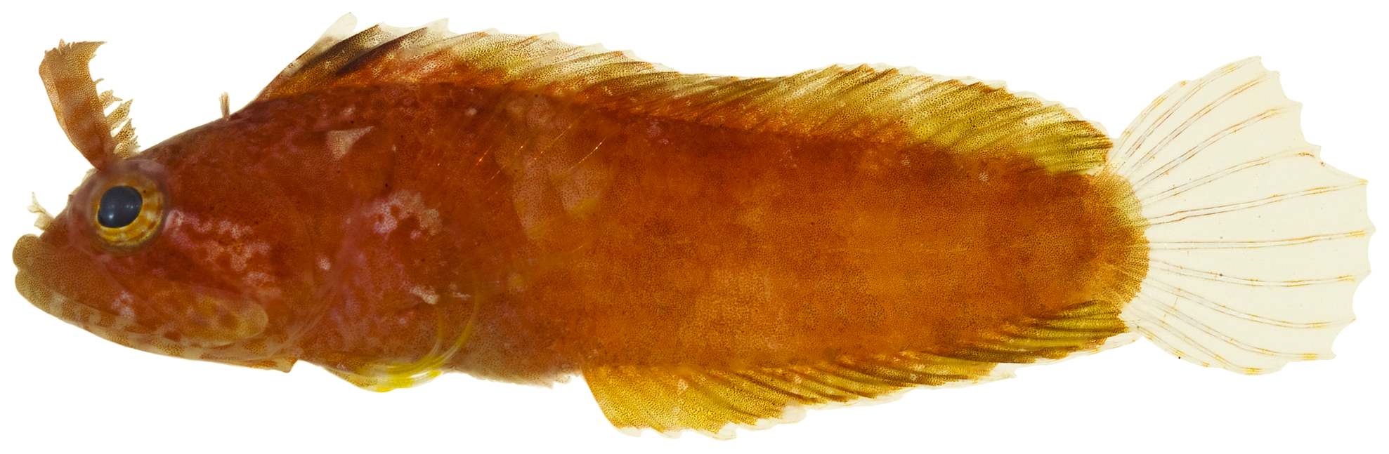 ภาพ ปลา grandicomis (Paraclinus grandicomis)