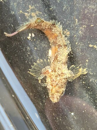 ภาพ ปลา integripinnis (Paraclinus integripinnis)