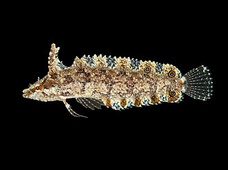 ภาพ ปลา marmoratus (Paraclinus marmoratus)