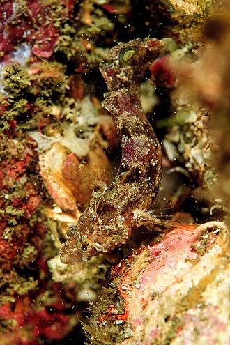 ภาพ ปลา spectator (Paraclinus spectator)