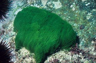 ภาพ ปลาบู่ดำปะการังบู่ (Paragobiodon echinocephalus)