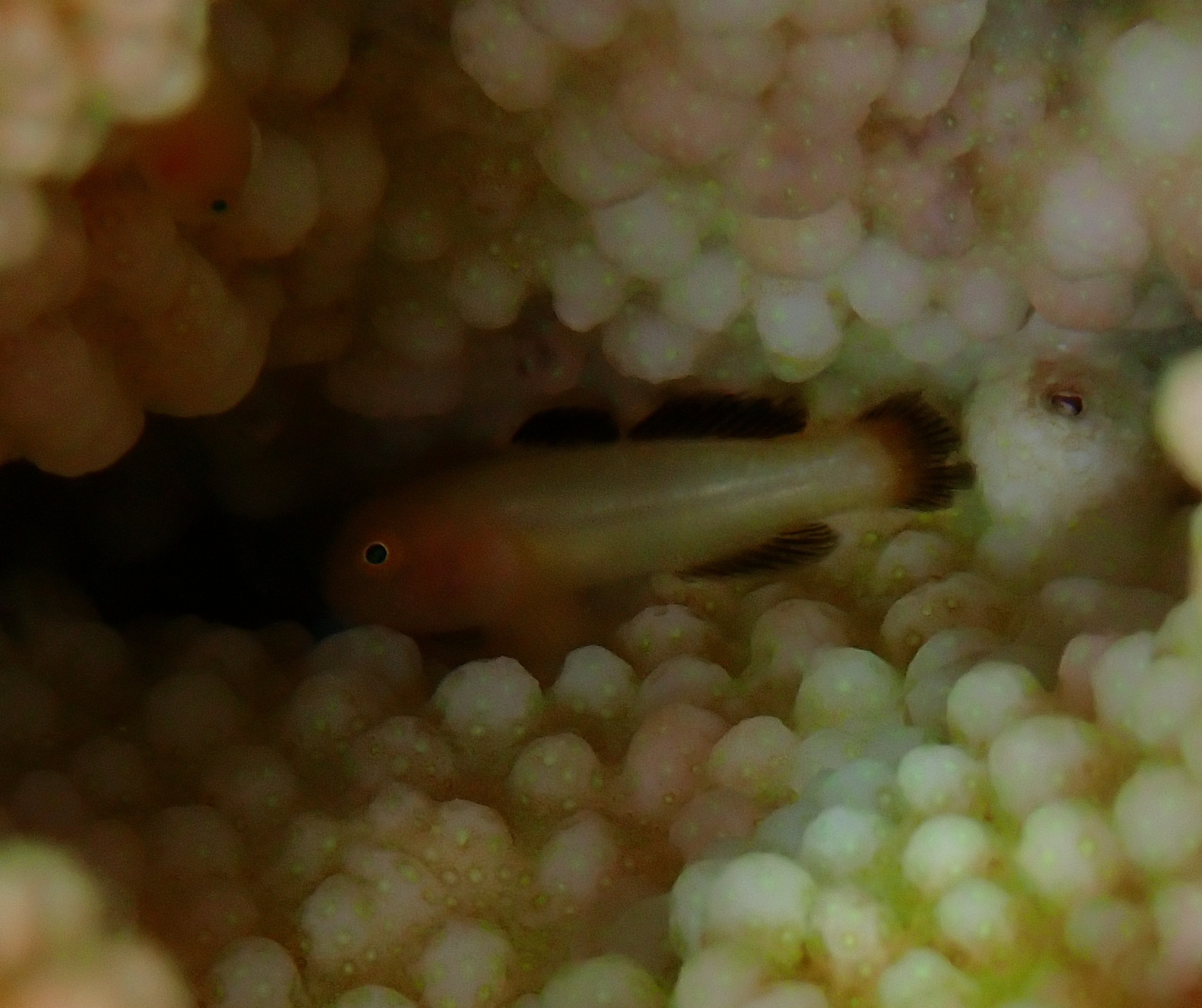 ภาพ ปลาบู่ kasaii (Paragobiodon kasaii)