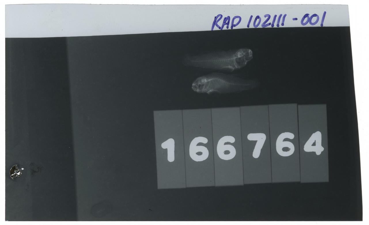 ภาพ ปลาบู่ kerri (Paragobiodon kerri)