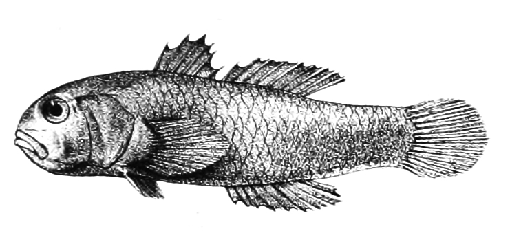 ภาพ ปลาบู่เข้มปะการังบู่ (Paragobiodon melanosomus)