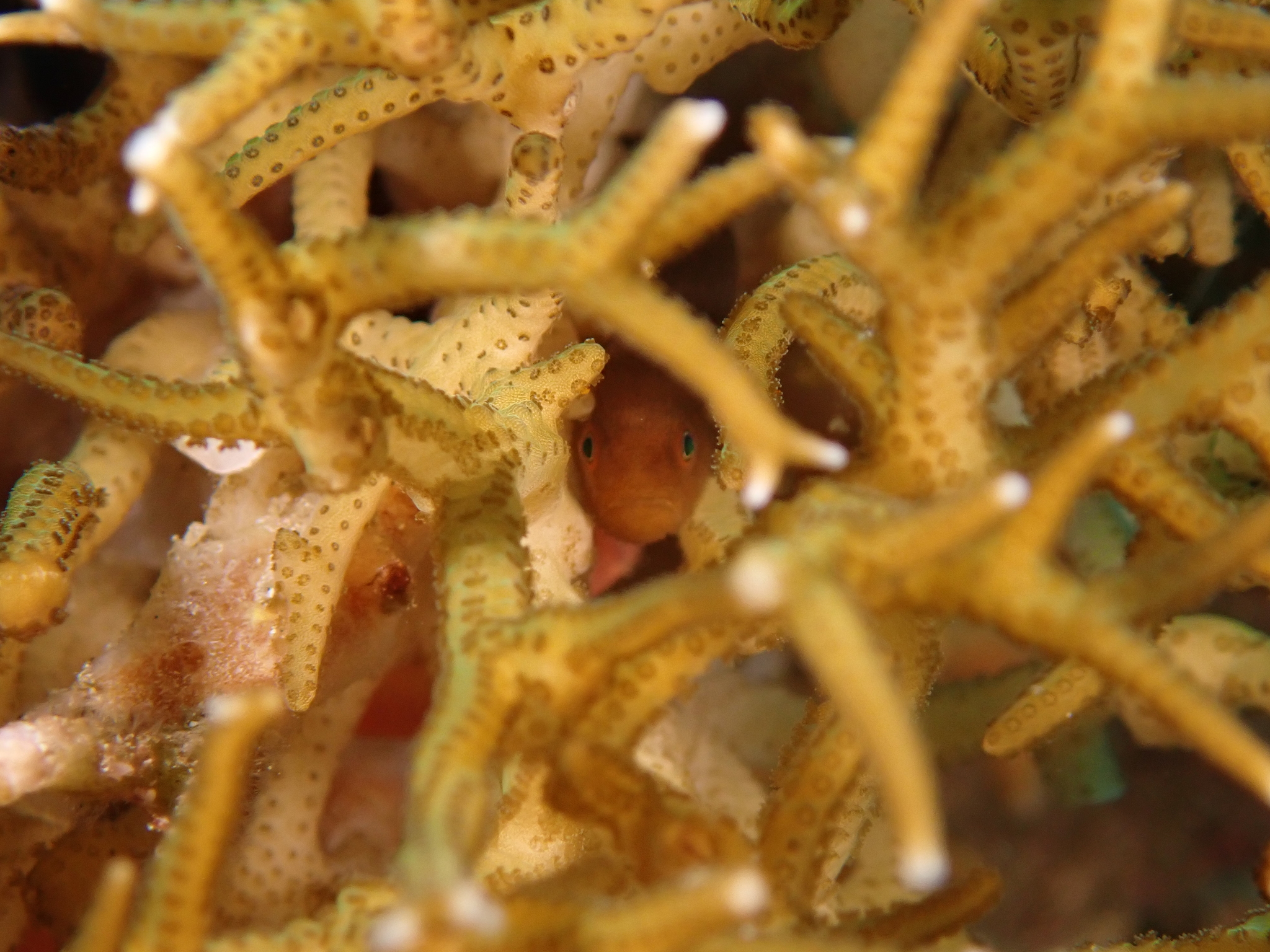 ภาพ ปลาบู่ modestus (Paragobiodon modestus)