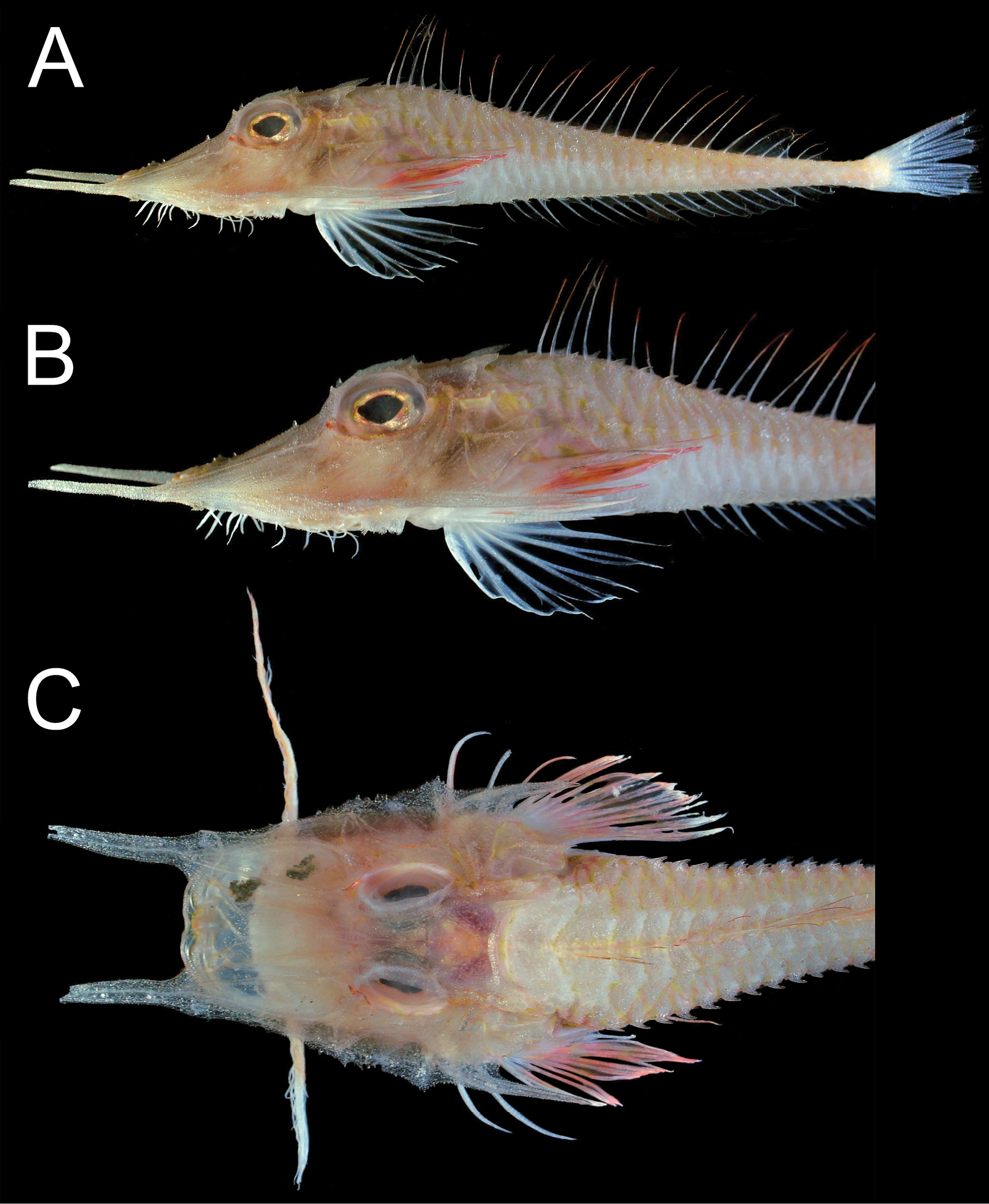 ภาพ ปลา kamoharai (Paraheminodus kamoharai)
