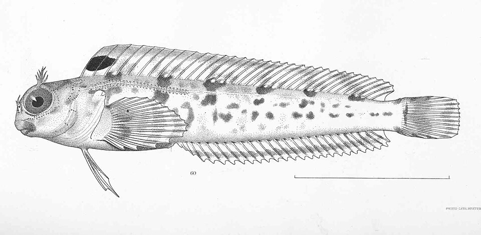 ภาพ ปลาตั๊กแตนหินตั๊กแตนหิน (Parahypsos piersoni)