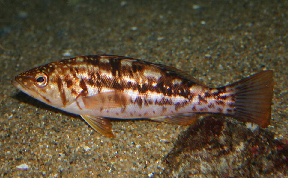 ภาพ ปลากะรังจิ๋ว clathratus (Paralabrax clathratus)