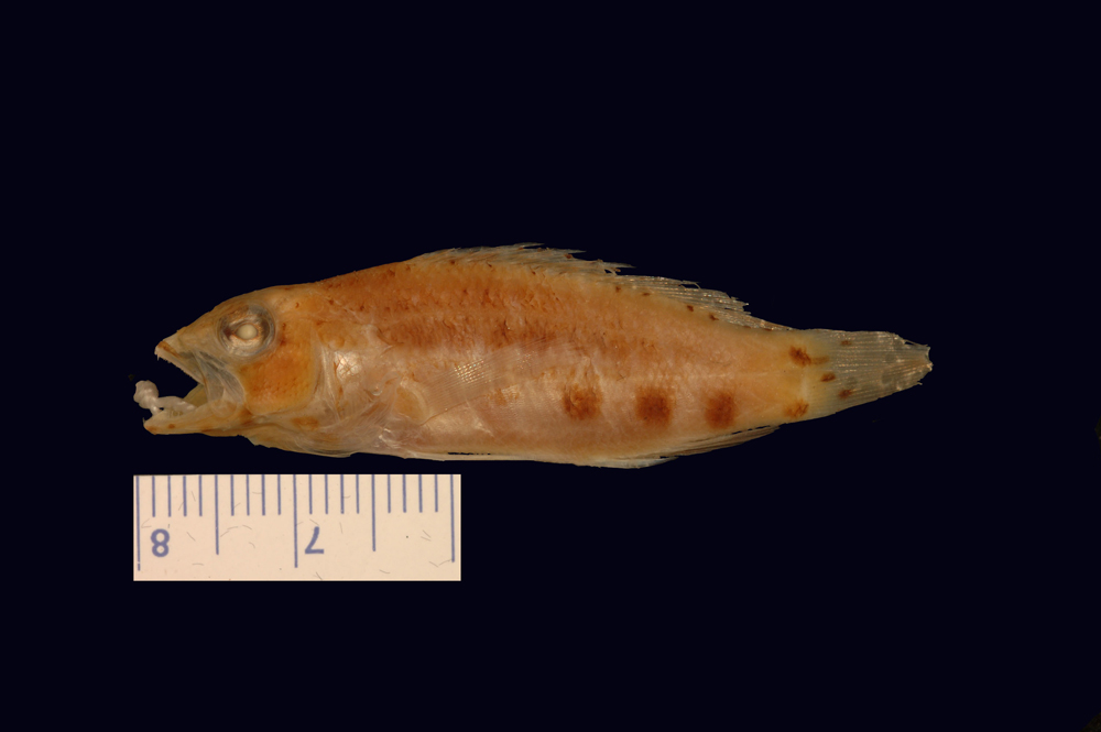 ภาพ ปลากะรังจิ๋ว maculata (Paralabrax maculata)