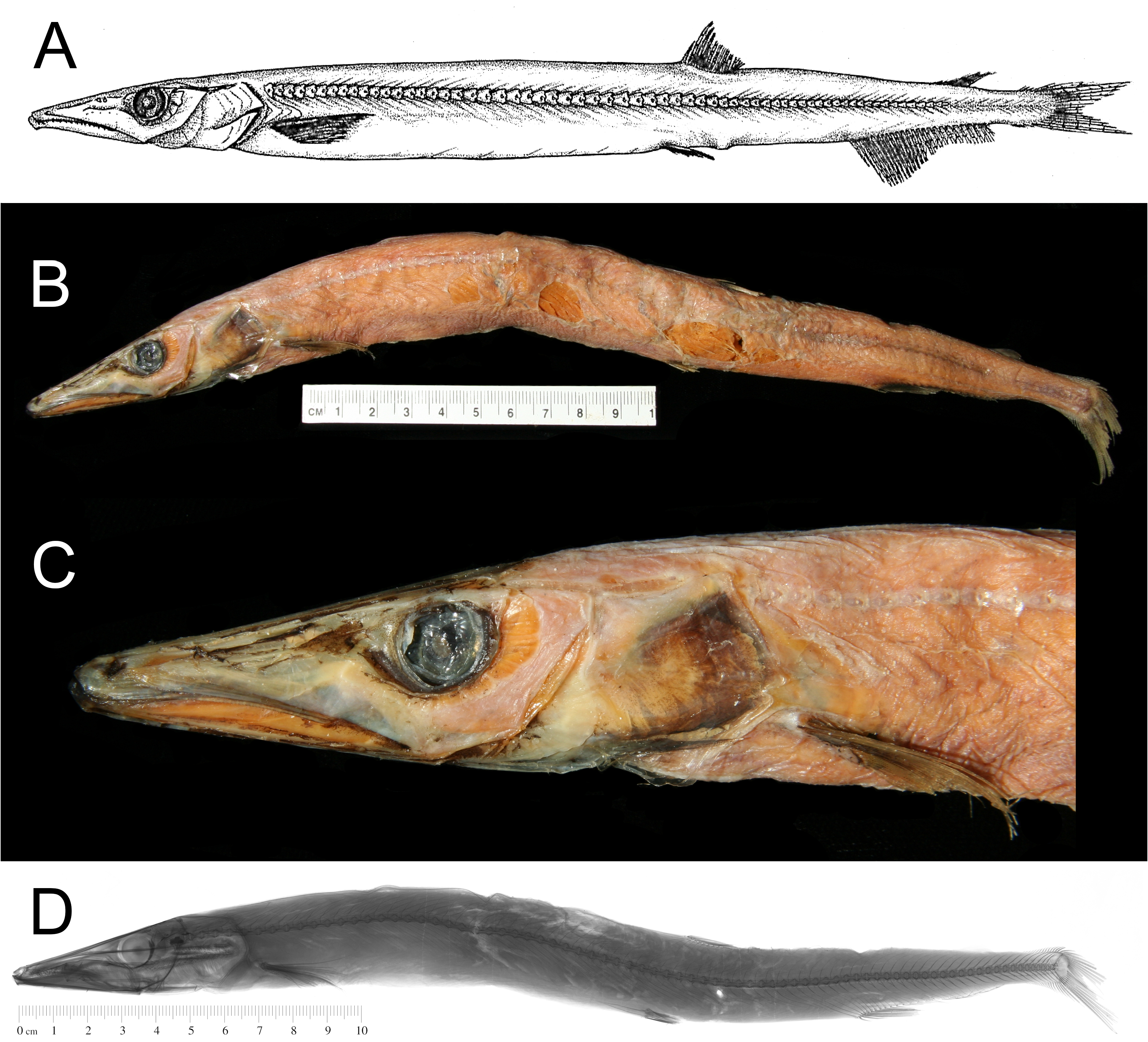 ภาพ ปลา elongata (Paralepis elongata)