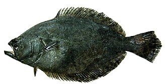 ภาพ ปลา adspersus (Paralichthys adspersus)