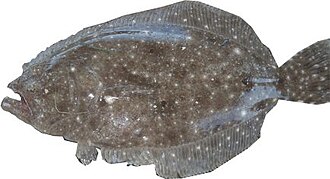 ภาพ ปลา albigutta (Paralichthys albigutta)