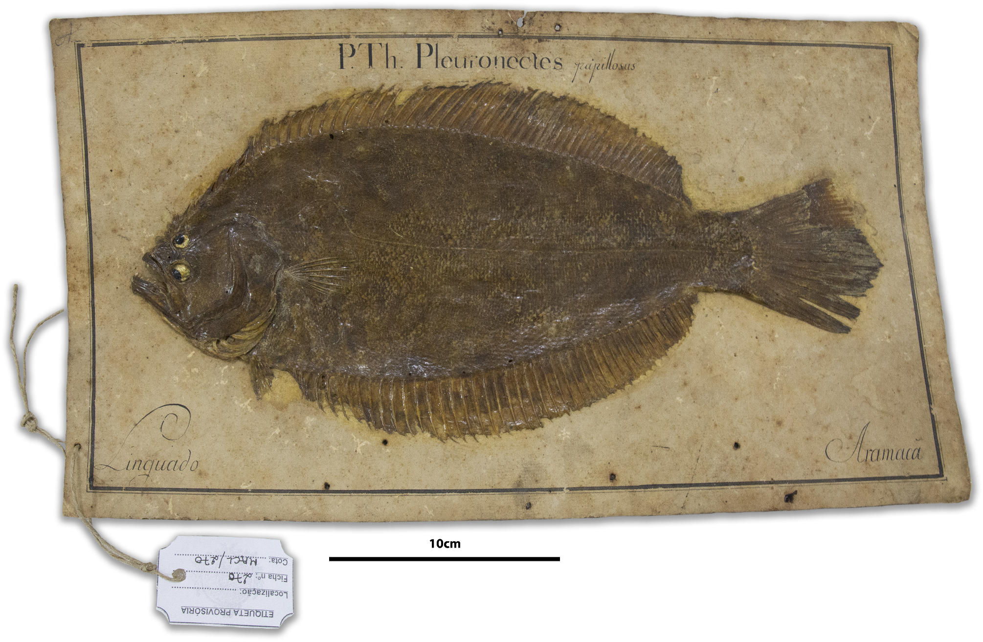 ภาพ ปลา brasiliensis (Paralichthys brasiliensis)