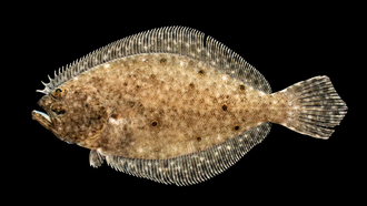 ภาพ ปลา dentatus (Paralichthys dentatus)