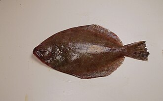 ภาพ ปลา lethostigma (Paralichthys lethostigma)