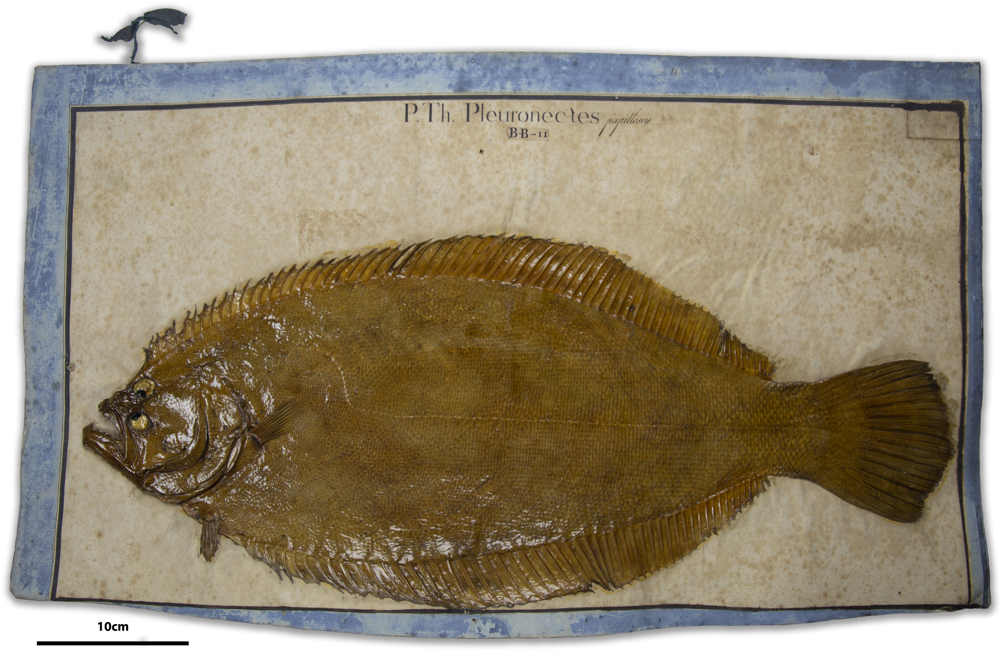ภาพ ปลา orbignyanus (Paralichthys orbignyanus)