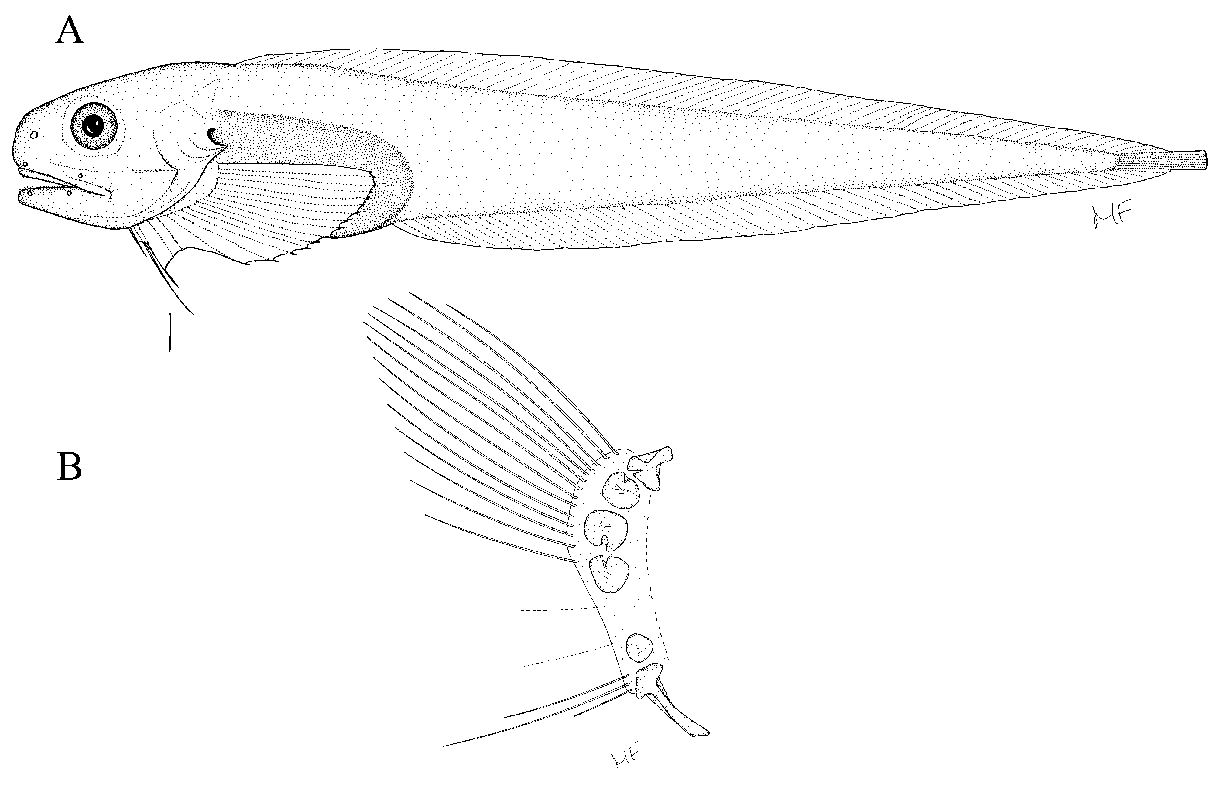 ภาพ ปลา exilis (Paraliparis exilis)