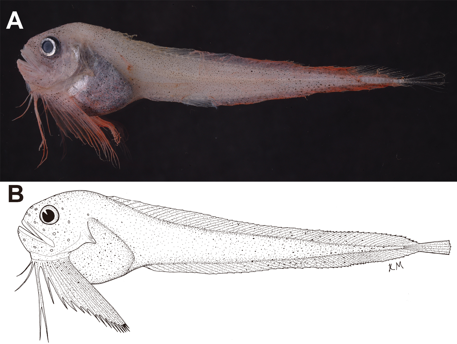 ภาพ ปลา flammeus (Paraliparis flammeus)