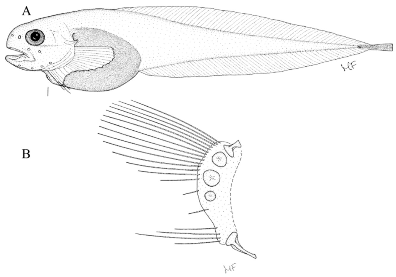 ภาพ ปลา pearcyi (Paraliparis pearcyi)