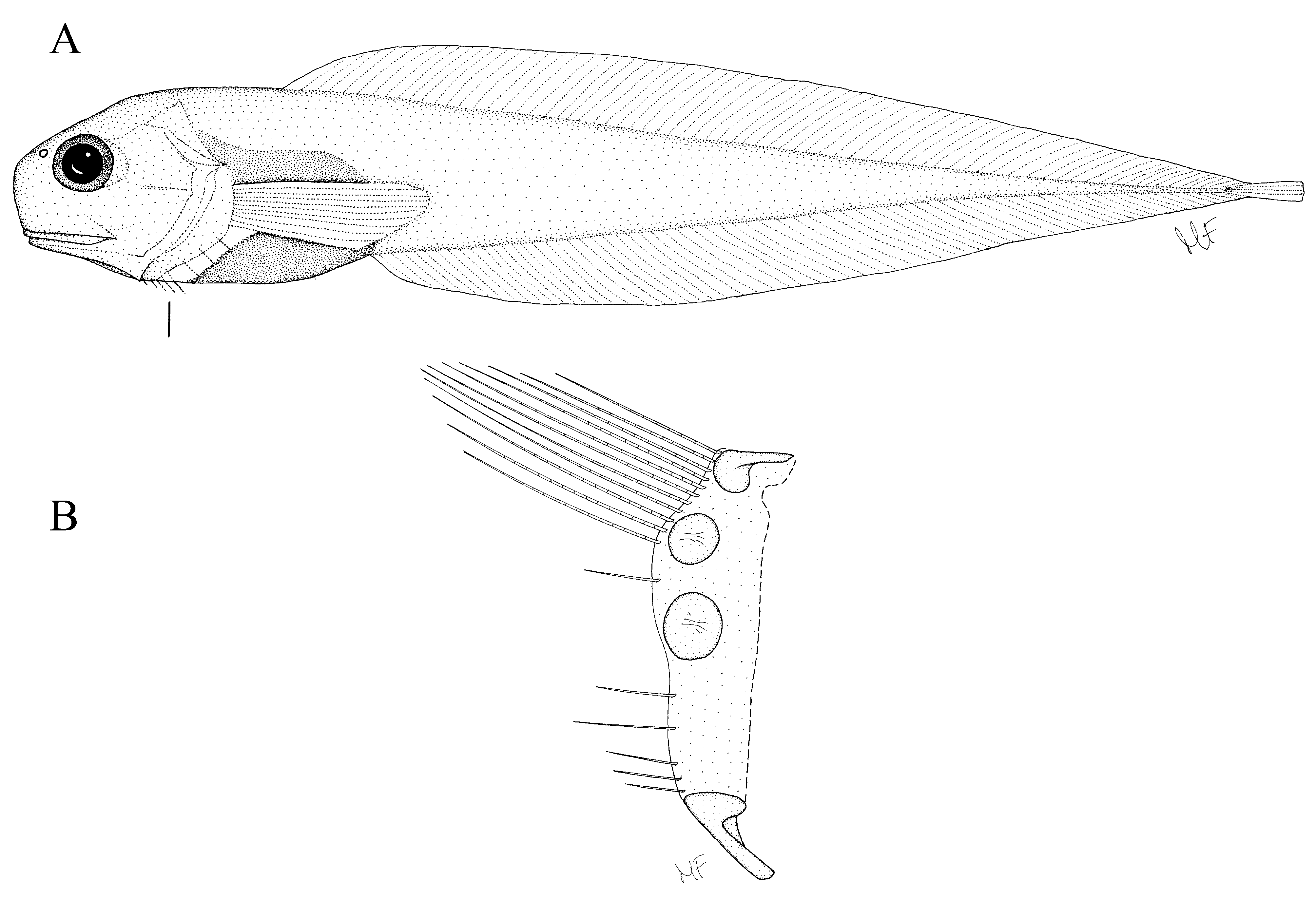 ภาพ ปลา pseudokreffti (Paraliparis pseudokreffti)