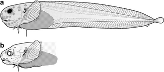 ภาพ ปลา selti (Paraliparis selti)