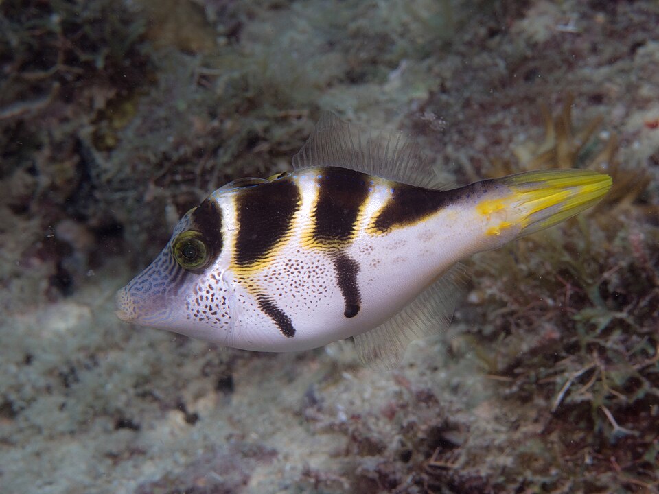 ภาพ ปลาวัวหนังดำอานม้า (Paraluteres prionurus)