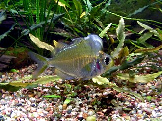 ภาพ ปลา pulcinella (Parambassis pulcinella)