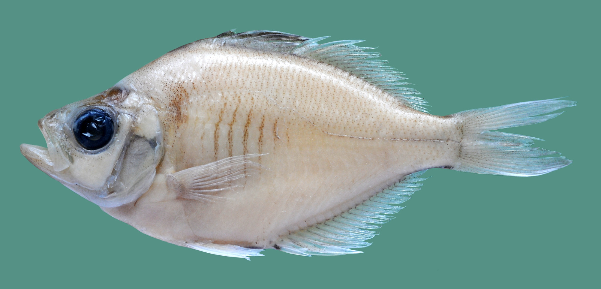 ภาพ ปลา serrata (Parambassis serrata)
