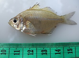 ภาพ ปลา siamensis (Parambassis siamensis)