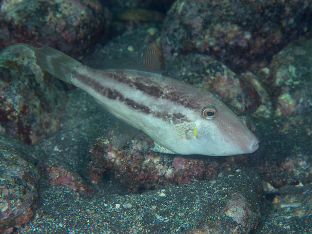 ภาพ ปลาวัวหนังญี่ปุ่น (Paramonacanthus japonicus)