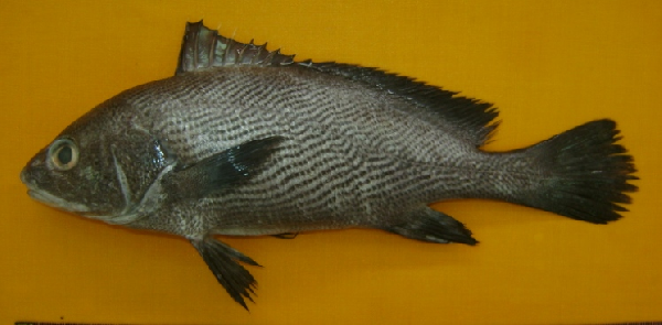 ภาพ ปลาจวดครึ่ง (Paranibea semiluctuosa)