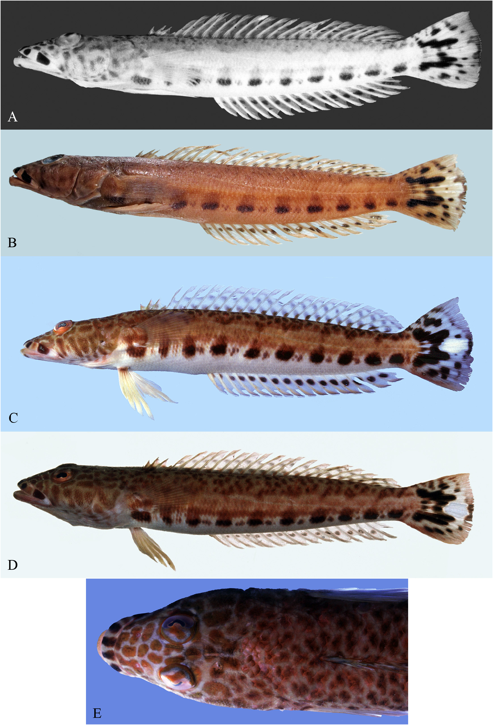 ภาพ ปลา albiventer (Parapercis albiventer)
